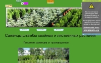 Фото Саженцы, штамбы хвойных и лиственных растений - hvounici2009.narod.ru