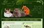 Фото Питомник британских кошек редких и классических окрасов Luxury Cats