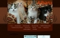 Фото Albarus питомник шотландских кошек